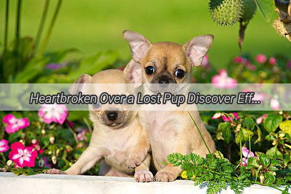 Heartbroken Over a Lost Pup Discover Effective Ways to Ease Your Pain and Find Your Furry Friend Again